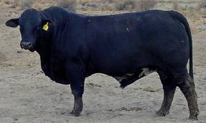 bull