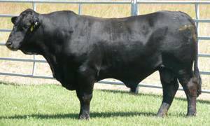 bull