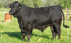 bull