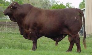 bull