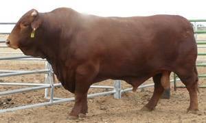 bull