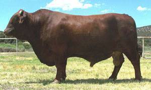 bull