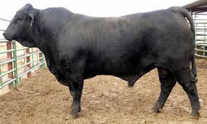 bull